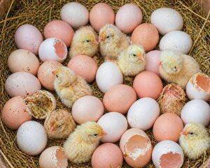Eggs