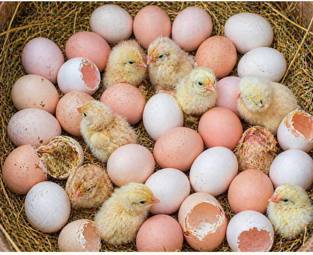 Raja2 Hatching Eggs