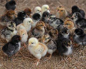 Day-Old Chicks
