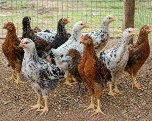 One-Month-Old Chicks