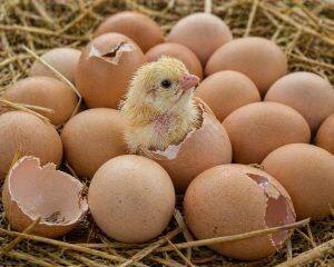 Eggs