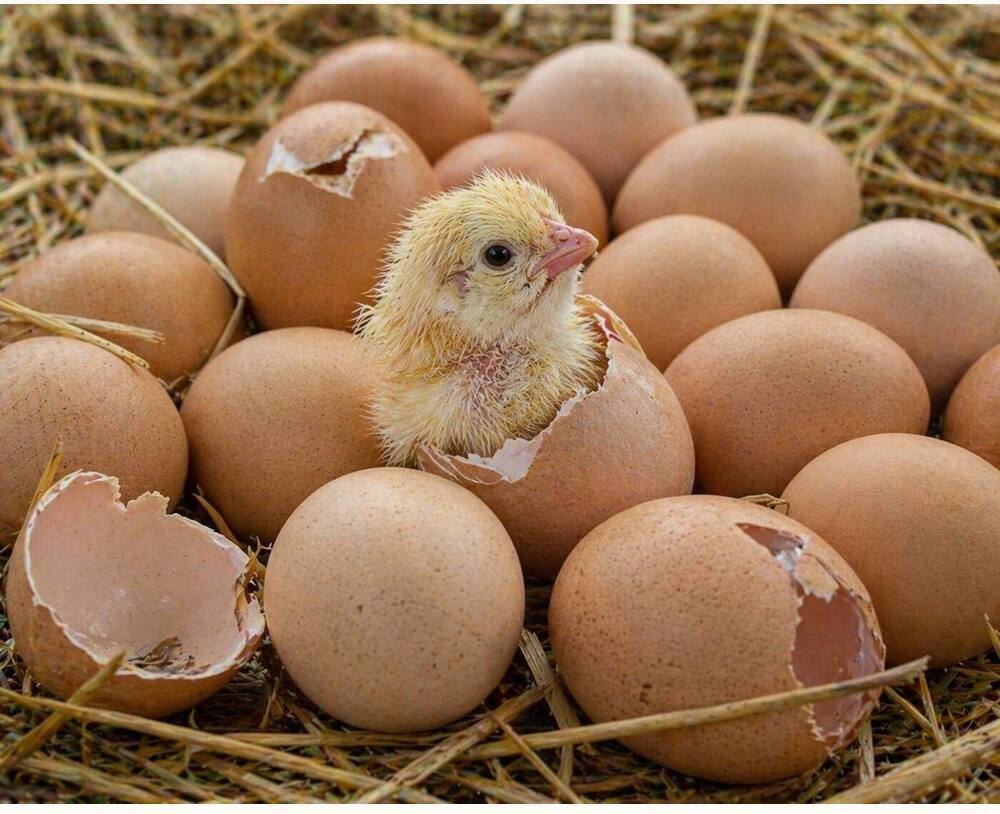 Rajashree Hatching Eggs