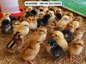 Day-Old Chicks