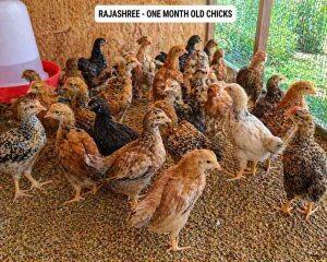 One-Month-Old Chicks