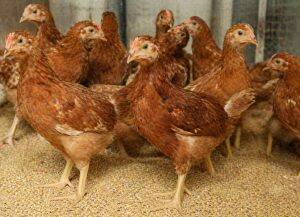 One-Month-Old Chicks