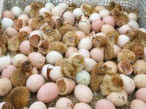 Eggs
