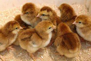 Day-Old Chicks