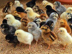 Day-Old Chicks