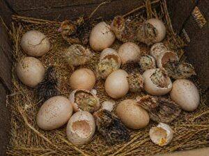 Eggs