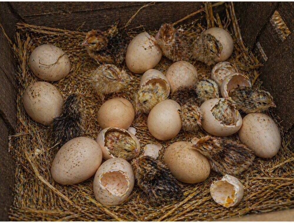 Salem Aseel Hatching Eggs