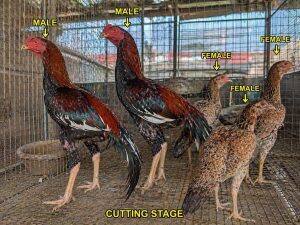 Adult Birds