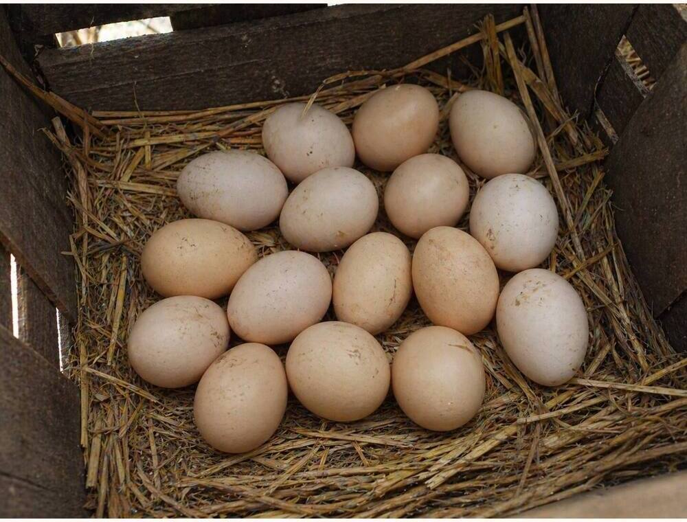 Salem Aseel Eating Eggs