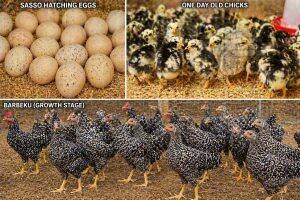 Eggs