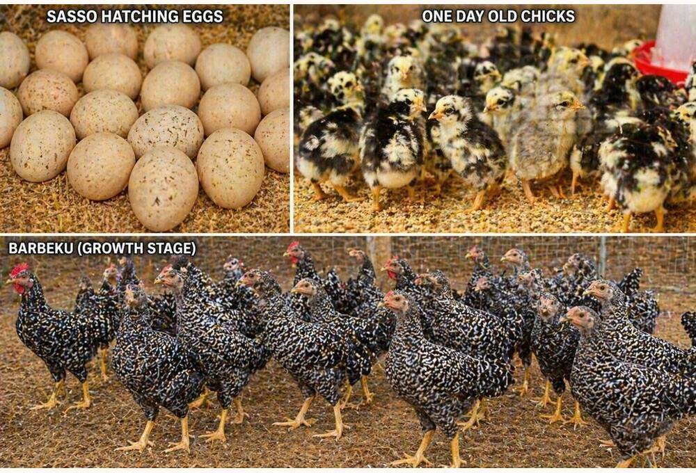 Sasso Hatching Eggs