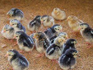 Day-Old Chicks
