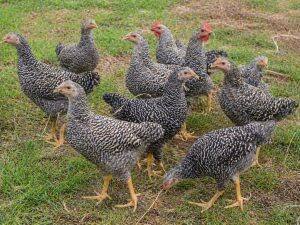 One-Month-Old Chicks