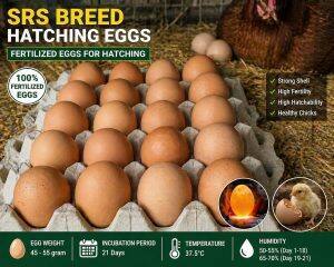Eggs