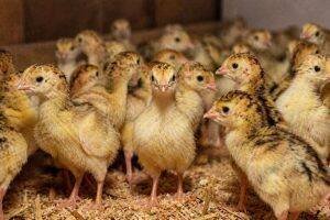 Day-Old Chicks