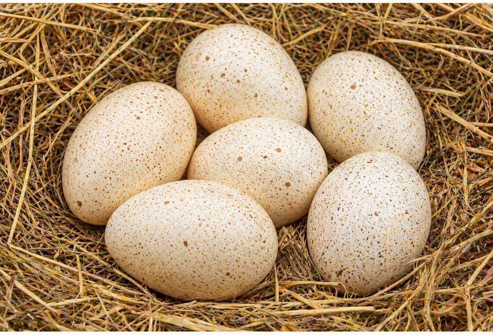 Turkey breed Eating Eggs