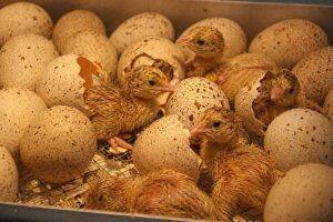Eggs