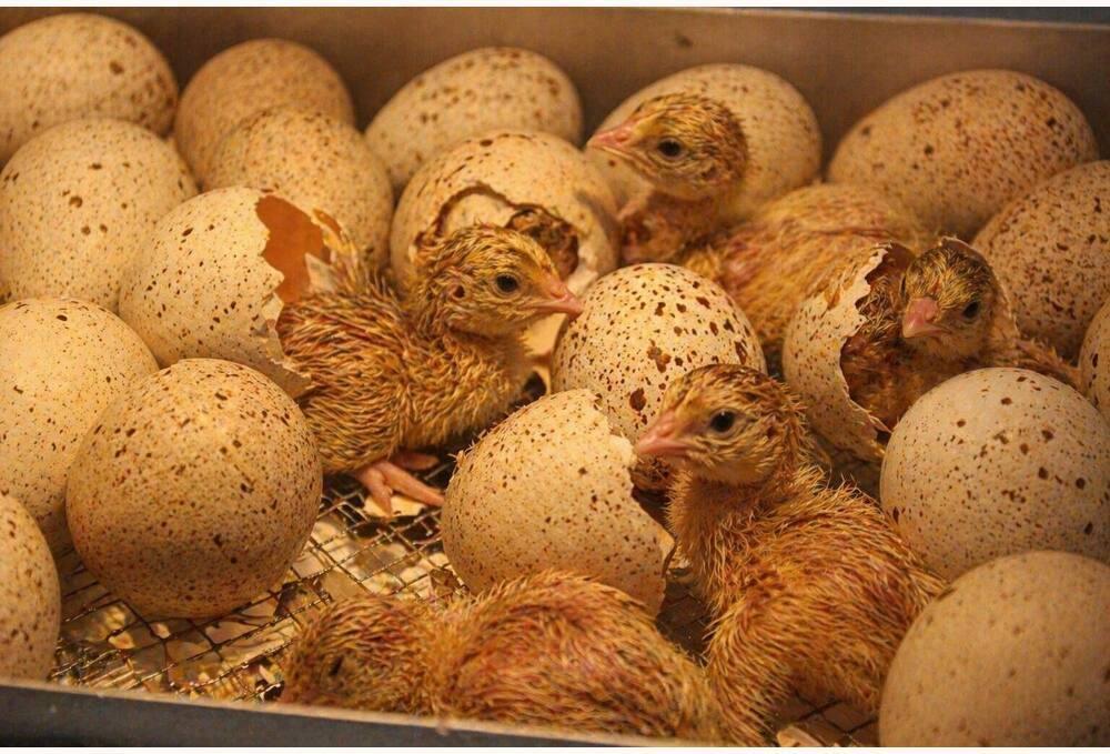 Turkey breed Hatching Eggs