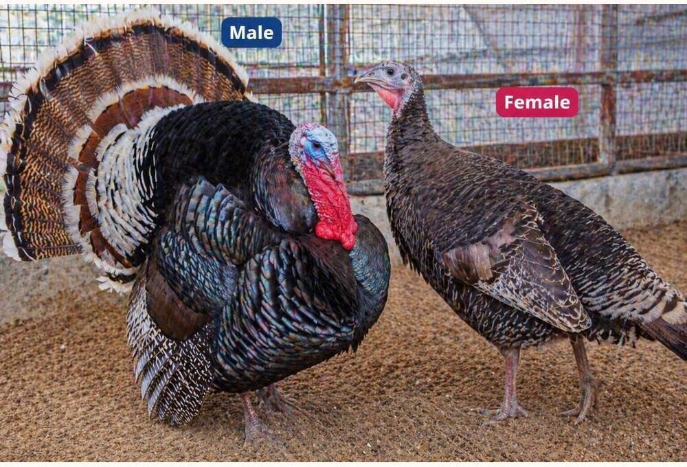 Turkey breed