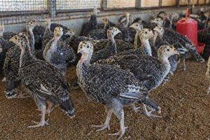 One-Month-Old Chicks