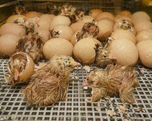 Eggs
