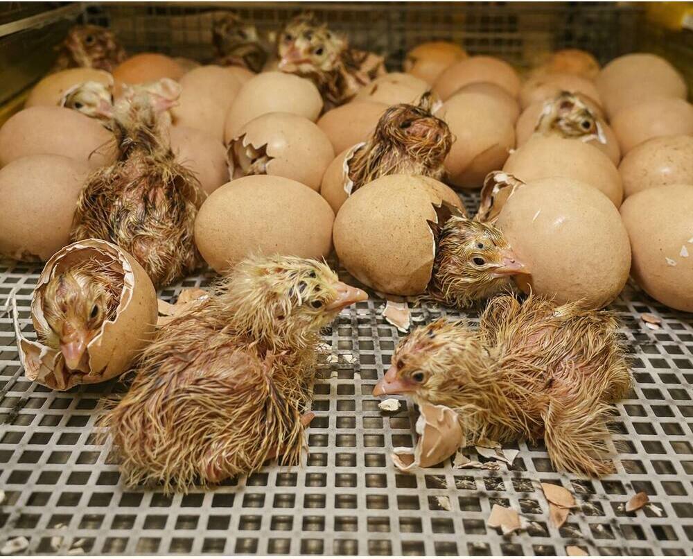Vanaraja breed Hatching Eggs