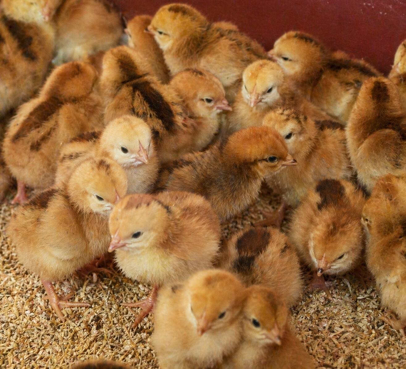 Day-Old Chicks