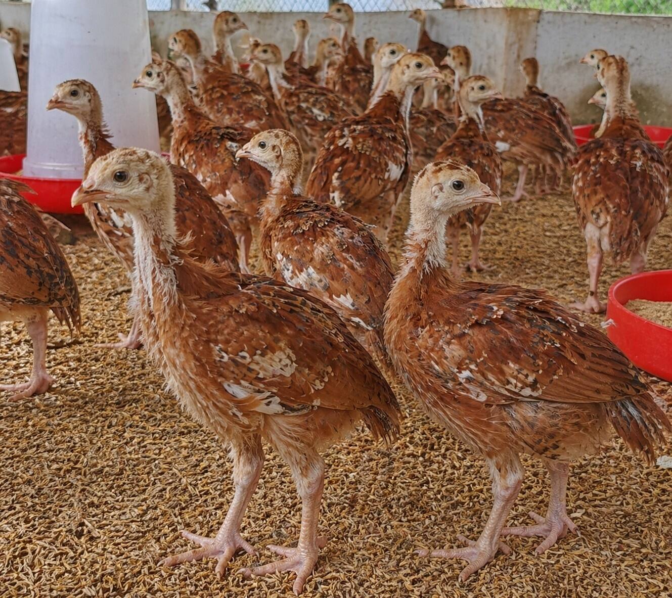 One-Month-Old Chicks