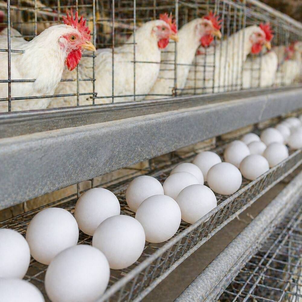 White Layer BV300 Eating Eggs