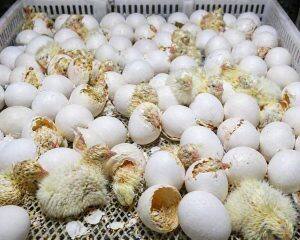 Eggs