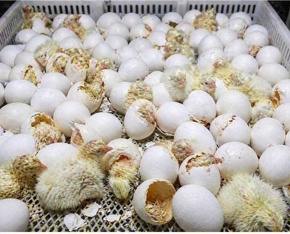 White Layer BV300 Hatching Eggs