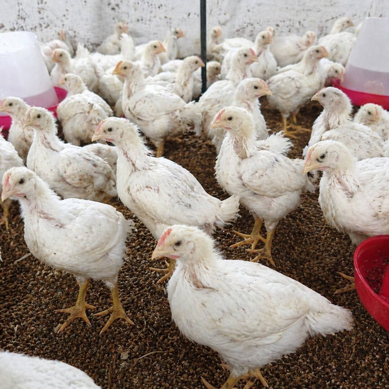 One-Month-Old Chicks