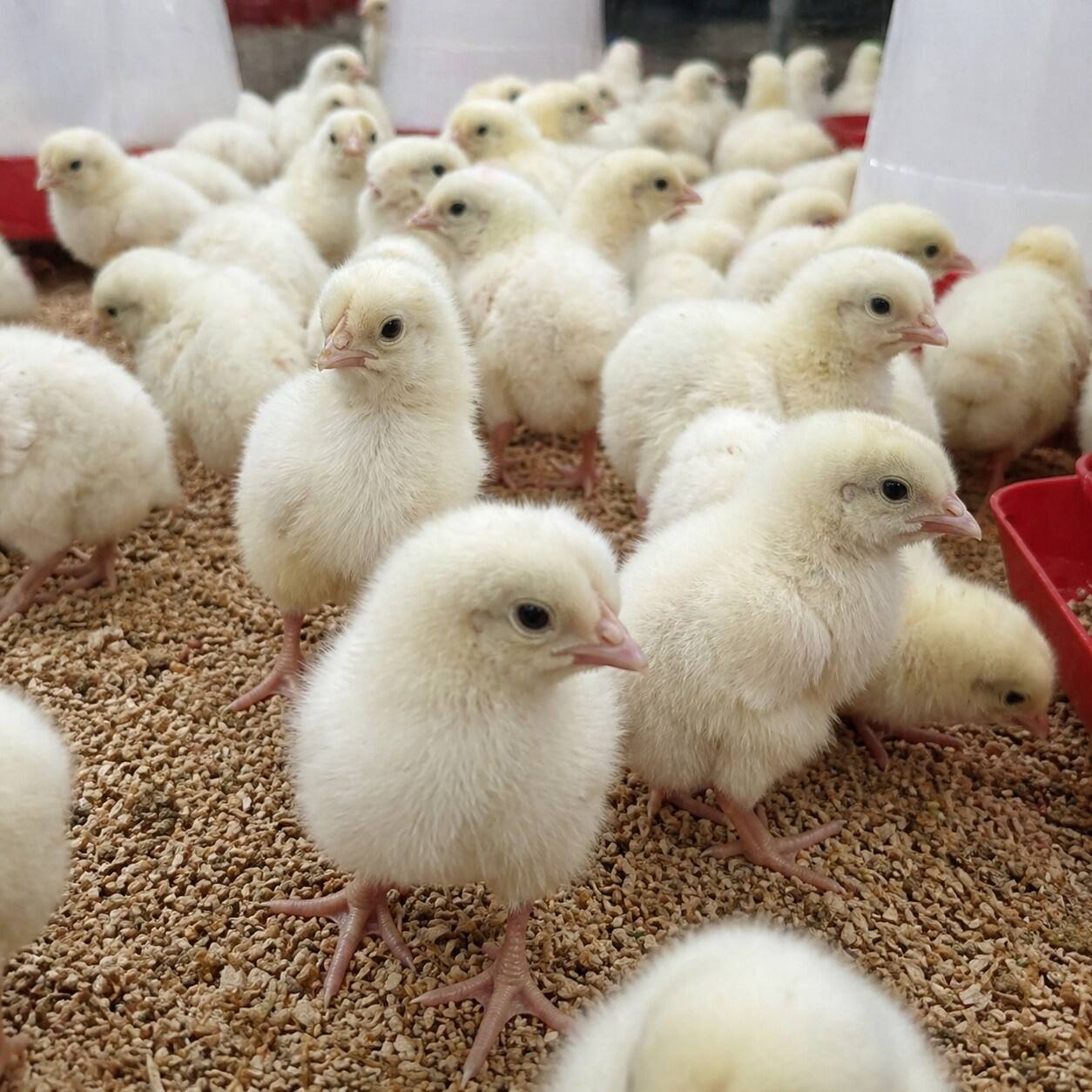 Day-Old Chicks