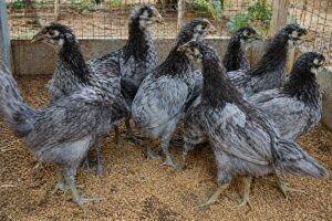 One-Month-Old Chicks