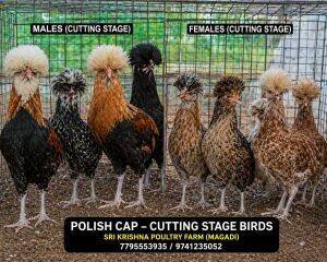 Adult Birds