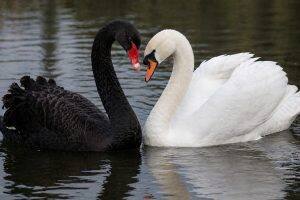 Adult Birds