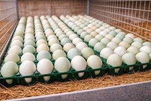 Eggs