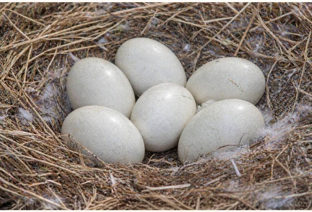 Swan breed Eating Eggs