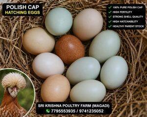 Eggs