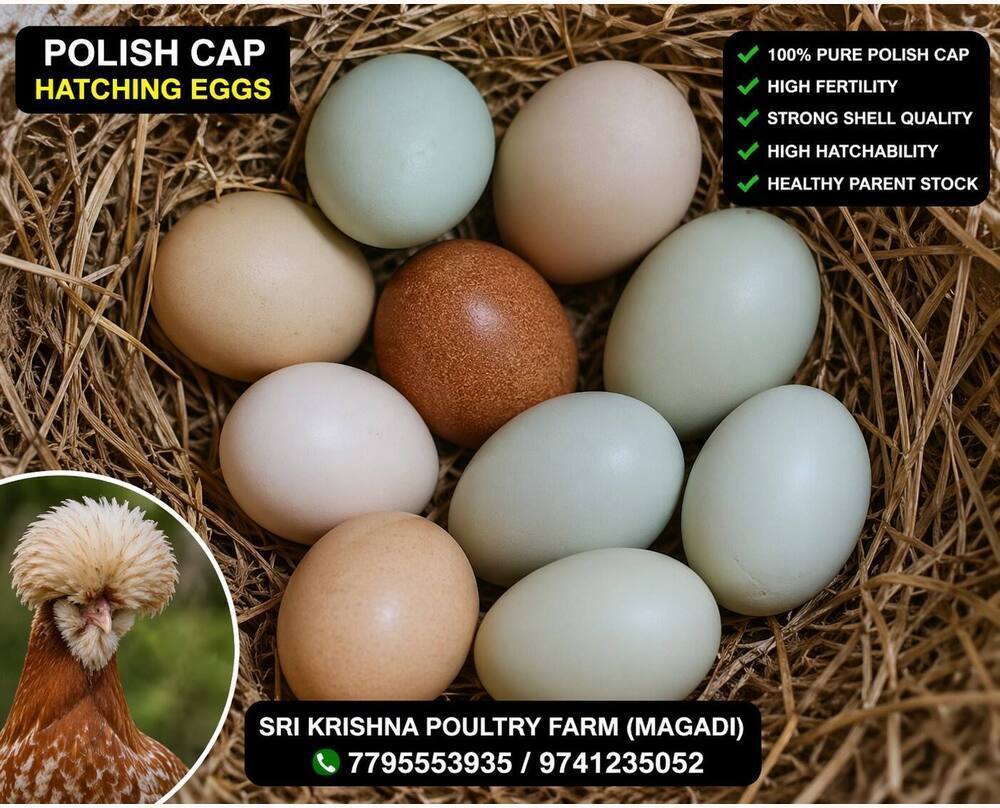 Polish Cap Hatching Eggs