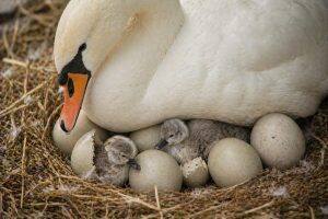Eggs