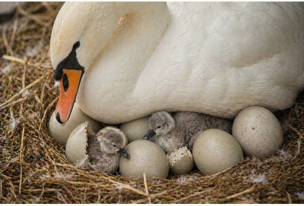 Swan breed Hatching Eggs
