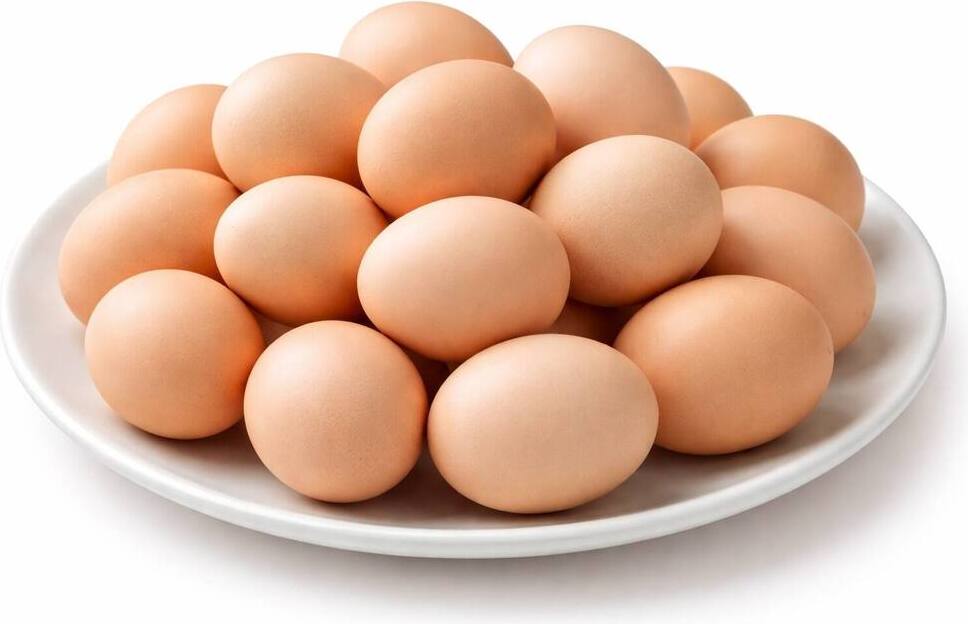 Java Aseel Eating Eggs