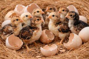 Eggs
