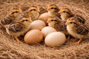 Eggs