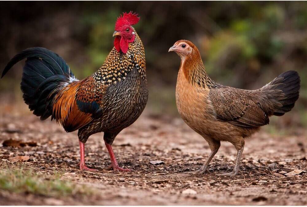 Jungle Fowl