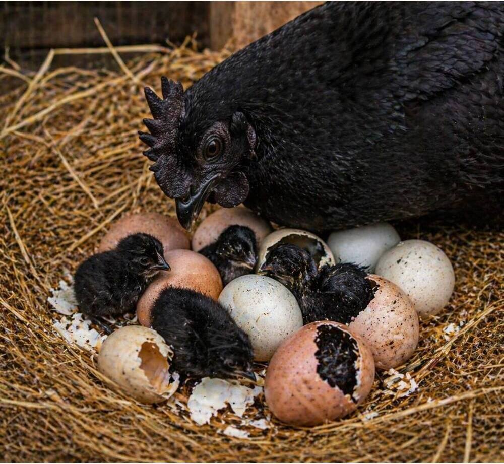Kadaknath Hatching Eggs